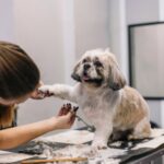 Dog Grooming Career